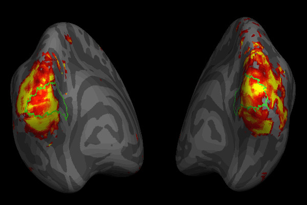 Working
    Memory Brain Decoding